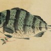 (我的江湖古鱼(gejianyunice)_...)我的江湖古鱼最新章节免费阅读精彩内容尽在眼前