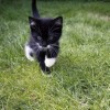 异界情缘是兽郎 喵抹：揭秘猫身战士的爱恨情仇与异界生存艰辛的心路历程