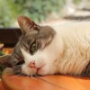 (《遇见你的猫》官网)遇见你的猫官方版：探索与猫相遇的奇妙世界