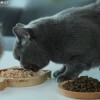 猫咪和汤无限钻石全解锁最新版2024下载-猫咪和汤无限钻石官方版下载v.6.27