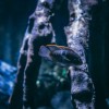 (异兽下载)异兽天下：探索神秘生物的奇幻世界与无尽冒险