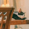 (开心小猫l)开心猫舍小雨君：舒适家园，幸福与欢乐的精灵天堂