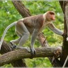 (外来物种入侵对当地生态环境的影响案例)陆地的入侵：揭秘外来物种对地球生态系统的危害和影响
