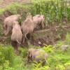 狗、羊、蛇、龙:大三巴资料免费大全介绍和新门天天免费精准大全最新版本更新历史释义、解释与落实-小心虚假的陷阱