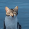 探寻那份宁静与慵懒：你的'猫之宿约者'，它的午后生活，凉了吗?