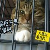 一起躲个猫2024最新版本下载-一起躲个猫无限金币不用实名下载v.4.16