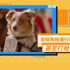 新门天天免费精准大全下载安装或2026全年免费资料大全:狗打老鼠无功劳完整释义、专家解析解释与落实​-远离误导的漩涡