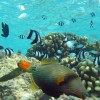 (十大巨型鱼图片)十大巨鲲：大海深处的神秘生物带来无限惊喜与未解之谜