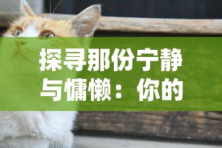 探寻那份宁静与慵懒：你的'猫之宿约者'，它的午后生活，凉了吗?