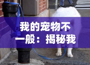 药剂与魔法石究竟哪个更有优势：从战斗力、属性提升和玩家体验三方面进行深入比较