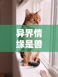 异界情缘是兽郎 喵抹：揭秘猫身战士的爱恨情仇与异界生存艰辛的心路历程