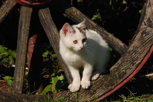 (小猫偷闲)小猫猫猫趁主人不备偷外卖，搞怪行径惹人爱