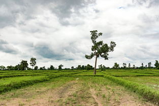 (三个村庄 攻略)探寻三个村庄的村民们的喜好与攻略技巧