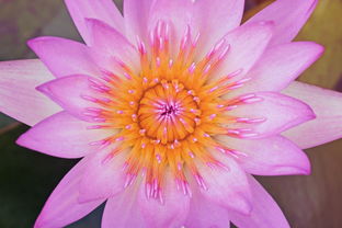 (我有上将官网)我有上将下架：胜任资格受质疑？背后的故事曝光！