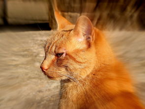 (bingo猫狗)如何完成猫猫狗狗冰淇淋任务:攻略、技巧及注意事项详解 (bingo猫狗)如何完成猫猫狗狗冰淇淋任务:攻略、技巧及注意事项详解