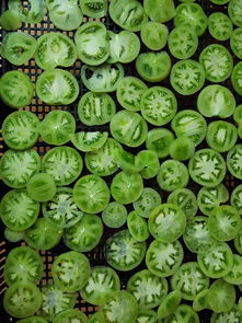 (植物大战僵尸电脑版无尽版下载)怀旧游戏回顾：畅享植物大战僵尸原版电脑版的无尽乐趣