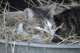 (夏天怎么给猫咪解暑)夏季宠物必备小妙招：如何让你的猫咪轻松解暑，保持凉爽健康