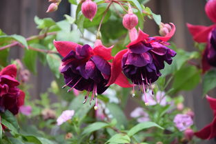 (缘结精灵怎么救花草树木)如何通过特定任务或活动获取缘结精灵？