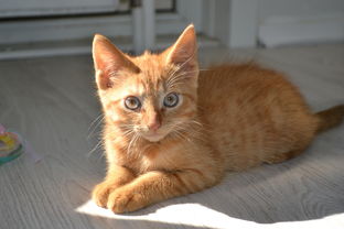 (香水 猫咪)花香水猫配方大全：搭建一个迷人的氛围