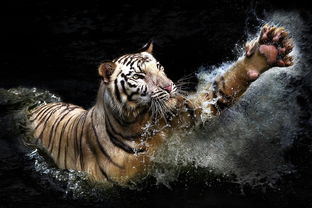 (斗战胜佛是个什么职位)斗战胜佛掌管什么?揭秘这位神灵所主宰的领域 (斗战胜佛是个什么职位)斗战胜佛掌管什么?揭秘这位神灵所主宰的领域