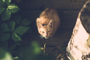 (遇见喵星人百科)遇见喵克斯：近况揭秘，关于这只神秘猫咪的最新动向与趣事