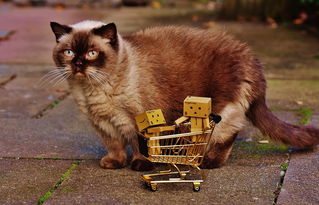 (成都火车托运猫)成都到马兰火车旅行：是否可以携带宠物猫一同出行？