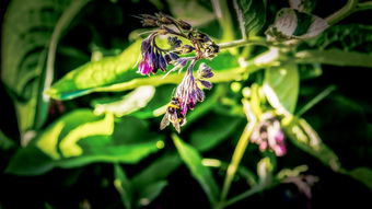 (蜂之恋手游)精彩绝伦！蜂之恋攻略：让你轻松获得花蜜之爱的秘籍与技巧