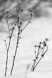 啄木鸟女骑士满天星古墓丽影最新版本介绍及全新玩法解析