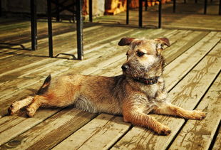 (魂斗罗单机版免费下载)超全收录：经典重现的魂斗罗单机版游戏大全欣赏与下载