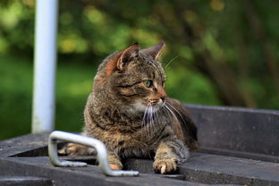 喵喵零食铺：专为爱猫人士打造的优质宠物零食，健康美味陪伴您的猫咪成长！