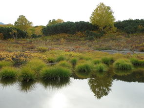 探秘自然之美：寂静森林攻略，探寻密林之神秘，感受大自然的魅力