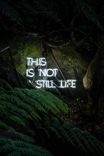 无尽丛林的真人生态:探讨一位冒险家在丛林挑战关卡的生存游戏中所展示的智慧与勇气 无尽丛林的真人生态:探讨一位冒险家在丛林挑战关卡的生存游戏中所展示的智慧与勇气