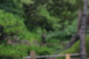 (森林tree)探索森林王国的奇妙世界:树木、动物与生态的奇幻旅程 (森林tree)探索森林王国的奇妙世界:树木、动物与生态的奇幻旅程