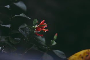 黑猫奇闻社芦苇花详细剧情介绍:发现一段神秘的花海探险历程 黑猫奇闻社芦苇花详细剧情介绍:发现一段神秘的花海探险历程