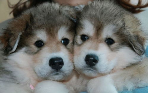 宠物配对连一连官方版下载-宠物配对连一连2024下载v.3.85