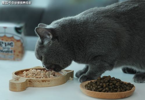 猫咪和汤无限钻石全解锁最新版2024下载-猫咪和汤无限钻石官方版下载v.6.27