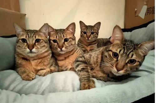 猫咪大作战监控人模组汉化版下载安装-猫咪大作战监控人模组无限金币内购版下载v.4.43