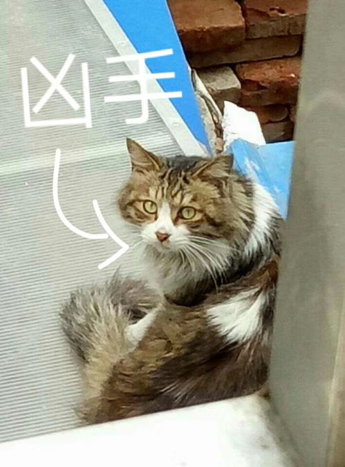 猫咪大作战监控人模组汉化版下载安装-猫咪大作战监控人模组无限金币内购版下载v.4.43