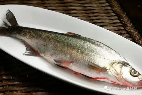 肉鸽鱼吃鱼中文版无广告下载-肉鸽鱼吃鱼内置功能菜单下载v.9.68