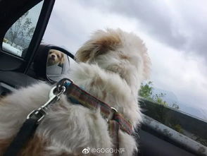 狗狗特工队主题曲：勇敢无畏的狗狗们，为保护世界而奋勇前行的音乐力量!