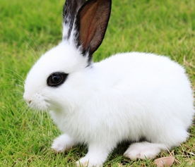 兔、狗、鼠、猴:2026澳门天天免费资科大与77778888888888精准场景解答、专家解读解释与落实,拒绝虚假的诱惑