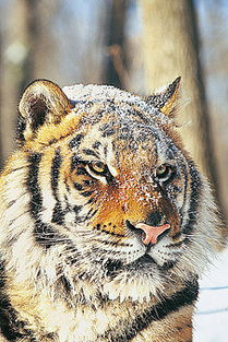 2025年正版资料免费最新版本是什么样，虎、狗、马、猴，及2026免费精准大全谜语管家婆玄机,文化释义、专家解析解释与落实-警惕夸张幌子