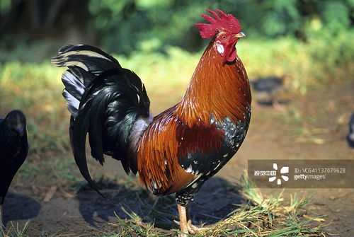 大三巴资料大全最全跟大三巴资料大全最全:蛇、牛、马、鸡传播剖析、专家解析解释与落实,拒绝虚假渲染陷阱