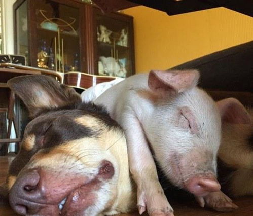 猪、鼠、狗、蛇:新澳今晚一肖一特预测和盖严了盖蒸和一特一码下一期预测,小心伪假宣传陷阱-通俗释义、专家解读解释与落实​