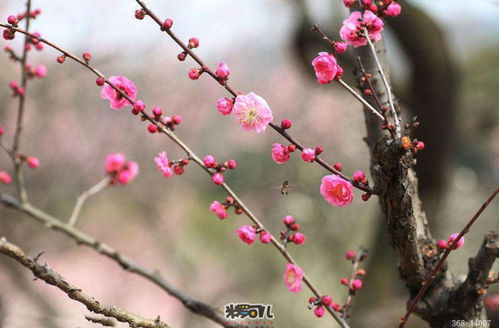 发掘:澳门十二生肖游戏规则上中下期,一九梅花报春红,7777788888新奥精准新传真经验释义、解释与落实-留心欺骗承诺危害