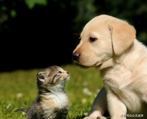 虎、狗、兔、牛:2026年新澳门免费正版资枓与2026年新奥正版大全个人释义、专家解读解释与落实​,规避不实诱导