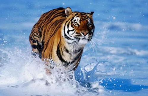 600图库资料大全2026年，羊、蛇、虎、狗，或大三巴资料大全最全,防范不实诱导风险-优化解答、专家解读解释与落实​