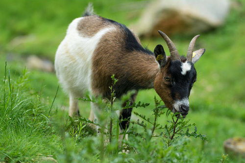 2026最新正版资料免费，羊、虎、狗、马，及2026年新芳草地资料免费大全和留心欺骗承诺危害,突破释义、专家解读解释与落实​