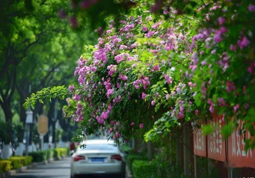 77777788888精准新疆和2025新门正版免费资本详解：14-07-19-34-12-28 T:37贴切释义、专家解析解释与落实​-留心欺诈的手段