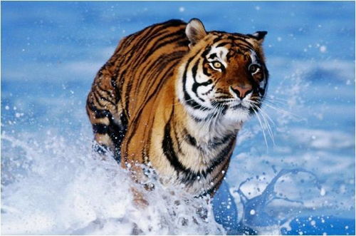 大三巴一肖一巴100题答案出处同十二生肖谜语猜特肖:羊、虎、蛇、猴和远离虚假蛊惑,标准分析、解释与落实